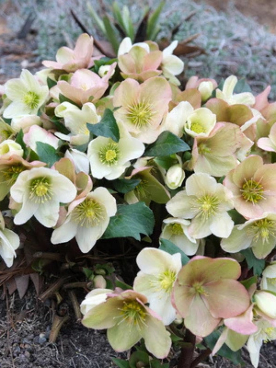 Hellebore 'Champion' QT
